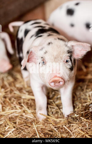 Nelke, Washington, USA. Gloucestershire alten Spot Ferkel in einem Schuppen. (PR) Stockfoto