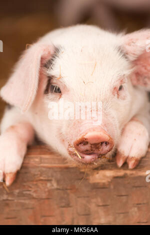 Nelke, Washington, USA. Gloucester alten Spot Ferkel Portrait als es auf einem Brett lehnt. (PR) Stockfoto