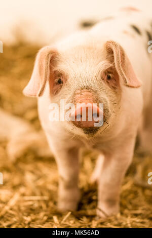 Nelke, Washington, USA. Gloucestershire alte Flecken Ferkel stehend in einem Kunststoff schweine Tierheim. (PR) Stockfoto