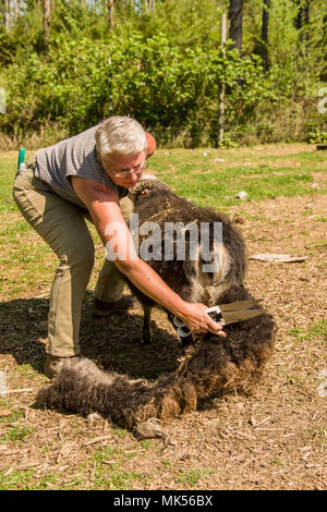 Nelke, Washington, USA. Frau mit Schafe scheren Schere eine isländische Erbe Schafe zu scheren. (PR) (MR) Stockfoto