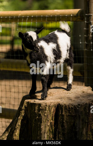 Issaquah, Washington, USA. Pygmy goat Kid stehend auf einem Baumstumpf. Stockfoto