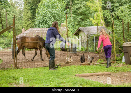 Issaquah, Washington, USA. Mutter und 11-jährige Tochter Herding freilaufende Hühner (Buff Brahma, Maran & Legbar) in ein corral. Stockfoto