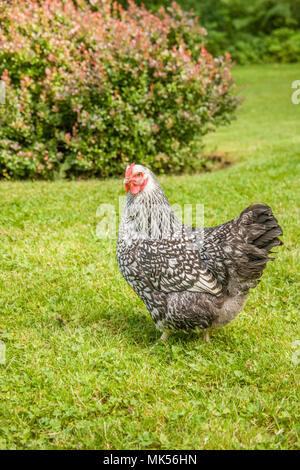 Issaquah, Washington, USA. Freilandhaltung Silber - geschnürte Wyandotte chicken gehen über eine Wiese. (PR) Stockfoto