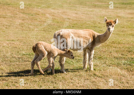 San Juan Inseln, Washington, USA. Frisch geschoren Mutter und Baby Alpakas. Stockfoto