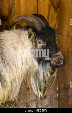 Issaquah, Washington, USA. African Pygmy goat Portrait. Stockfoto