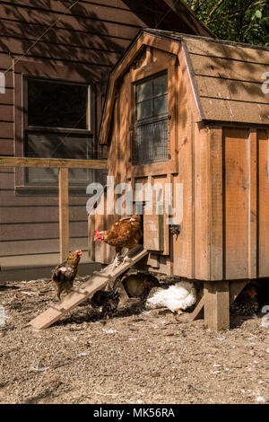 Issaquah, Washington, USA. Gemischte Rassen von Hähnchen, um eine handgefertigte Hühnerstall. (Für die redaktionelle Nutzung) Stockfoto