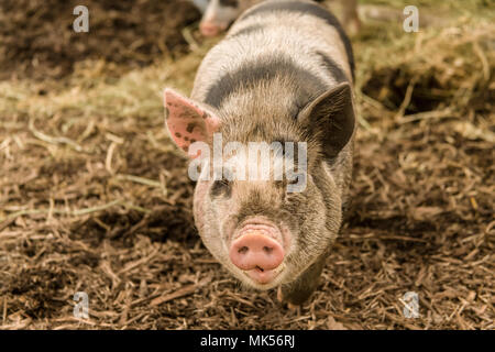 Issaquah, Washington, USA. Die Kunekune ist eine kleine Rasse von hausschwein mit einem gehorsamen, freundliches Wesen und sind heute oft als Haustiere gehalten. Stockfoto