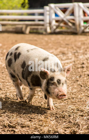 Issaquah, Washington, USA. Die Kunekune ist eine kleine Rasse von hausschwein mit einem gehorsamen, freundliches Wesen und sind heute oft als Haustiere gehalten. Stockfoto