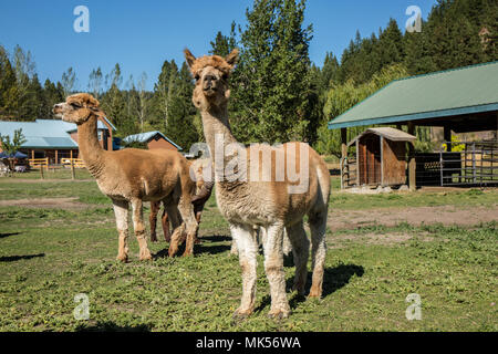 Leavenworth, Washington, USA. Drei Alpakas im Feld bei Purple Crayon Ranch. (PR) Stockfoto