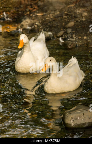 Issaquah, Washington, USA. Inländische Freilandhaltung Pekin Enten schwimmen in einen Stream von Ihrer Farm. Stockfoto