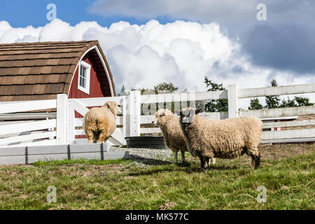 Bellevue, Washington, USA. Coopworth und Romney Southdown enrage Schaf mit Kelsey Creek Farm. (Für die redaktionelle Nutzung) Stockfoto