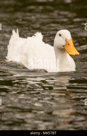 Houston, Texas, USA. Inländische Pekin oder Long Island Enten schwimmen in einem Teich. Stockfoto