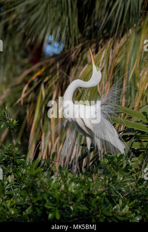 Silberreiher in Florida Stockfoto