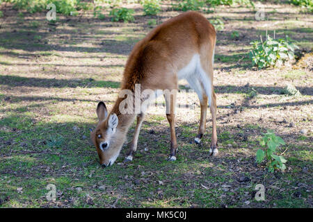 Antilopen im Zoo. Eine Afrikanische Tier in einen Käfig gesperrt. Saison der Feder. Stockfoto