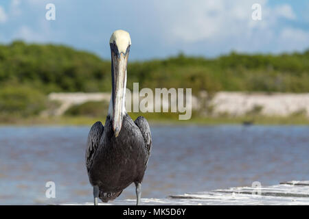 Schöne braune Pelikan zeigt seine langen Schnabel. Dieses schöne nordamerikanischen Vogels feeds durch Tauchen in Wasser und fangen ihre Beute in seiner Kehle Beutel. Stockfoto