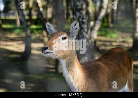 Antilopen im Zoo. Eine Afrikanische Tier in einen Käfig gesperrt. Saison der Feder. Stockfoto