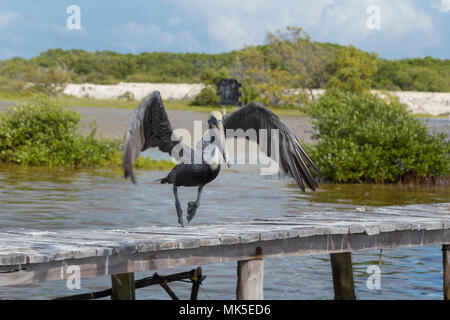 Schöne braune Pelikan zeigt seine langen Schnabel. Dieses schöne nordamerikanischen Vogels feeds durch Tauchen in Wasser und fangen ihre Beute in seiner Kehle Beutel. Stockfoto