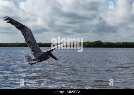 Schöne braune Pelikan zeigt seine langen Schnabel. Dieses schöne nordamerikanischen Vogels feeds durch Tauchen in Wasser und fangen ihre Beute in seiner Kehle Beutel. Stockfoto