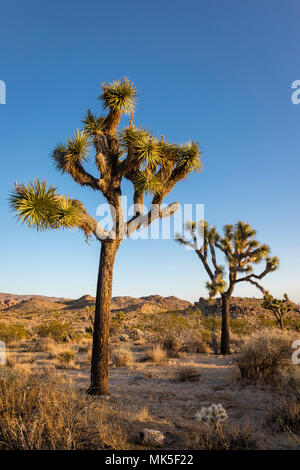 Zwei Joshua Bäume in unfruchtbare Wüste. Stockfoto