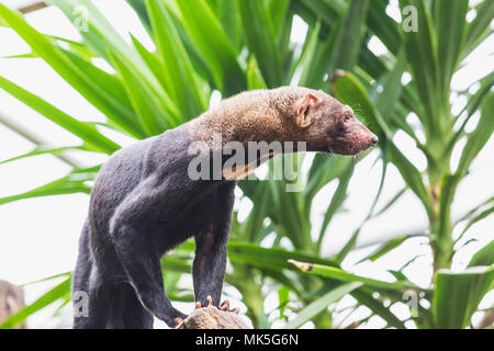 Tayra suchen von einer Niederlassung in einem Zoo in der Schweiz Europa Stockfoto