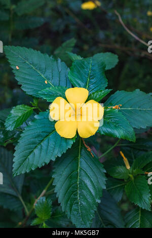 Nahaufnahme von einem gelben Damiana Blüte mit grünen Blätter der Schweiz Stockfoto