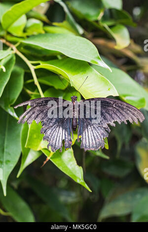 Nahaufnahme eines sterbenden Papilio memnon Schmetterling auf einem Blatt der Schweiz Stockfoto