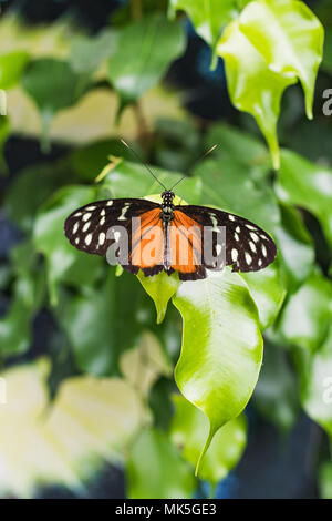Nahaufnahme eines goldenen helicon Schmetterling auf einem grünen Blatt Schweiz Stockfoto