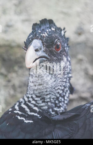 Closeup Portrait eines weiblichen Great curassow Vogel Schweiz Stockfoto