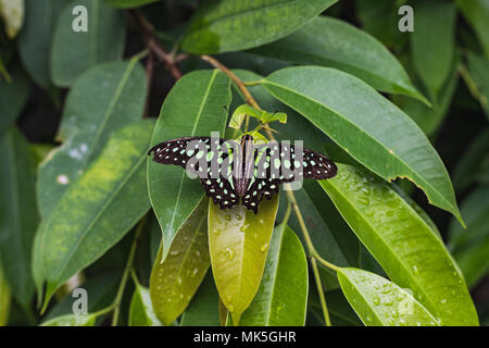 Nahaufnahme eines tailed Jay Schmetterling oder Graphium agamemnon auf einem Blatt der Schweiz Stockfoto