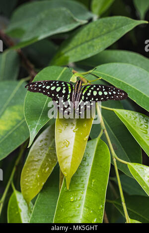 Nahaufnahme eines tailed Jay Schmetterling oder Graphium agamemnon auf einem Blatt der Schweiz Stockfoto