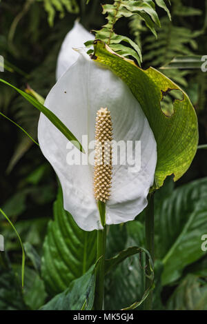 Nahaufnahme von einem weißen anthurium Blumen im Gewächshaus Schweiz Stockfoto