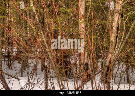 Winter in Pigeon River Provincial Park im nördlichen Ontario von Thunder Bay Stockfoto