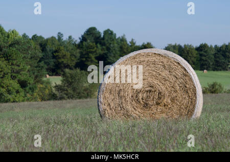 Heuballen in Feldern und Ackerland im Gras im Sommer Stockfoto