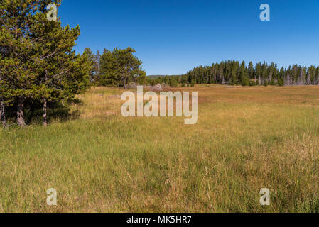 Wiesen mit grünen Pinien und hohes Gras unter strahlend blauen Himmel. Stockfoto