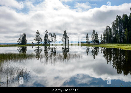 See Reflexion - Baum und Cloud Reflexion in Yellowstone Lake am Gull Point, Yellowstone National Park, Wyoming, USA. Stockfoto