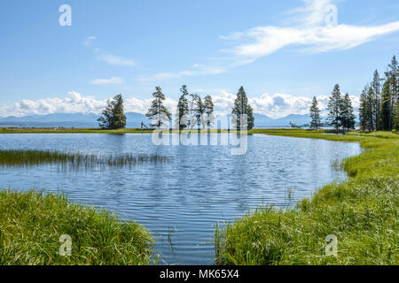 Blaue Teich - Sommer Blick auf einer ruhigen kleinen Teich, neben Yellowstone Lake, an Gull Point, Yellowstone National Park, Wyoming, USA. Stockfoto