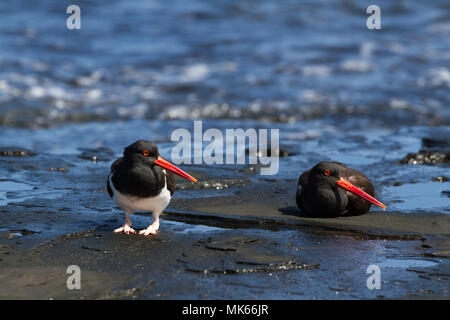 Amerikanische Pied Austernfischer (Haematopus palliatus galapagensis), Galapagos Unterarten ruht auf dem Ufer auf der Insel Santiago, Galapagos. Stockfoto