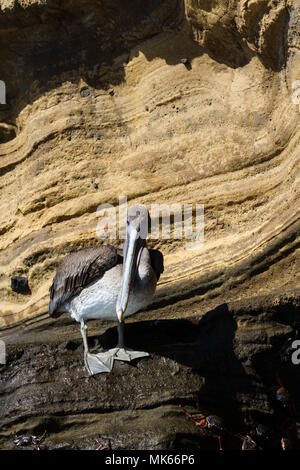 Braunpelikan (Pelecanus occidentalis urinator), Galapagos Unterarten, auf zwei farbigen Felsen im Norden die Insel Isabela Stockfoto