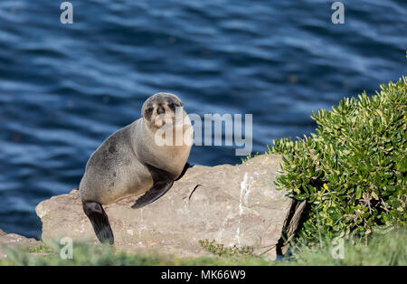 Jungen Wilden Neuseeland Fell Dichtung (Arctocephalus forsteri) auf einem Felsen mit Blick auf das Meer im Hintergrund Stockfoto