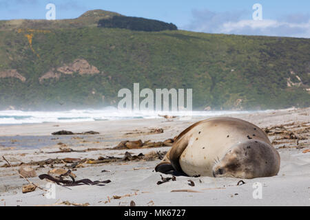 Wild Neuseeland, oder Nutten, Sea Lion (Phocarctos hookeri) Schlafen auf Allans Strand, Halbinsel Otago, Neuseeland Dies ist der weltweit seltensten sea lion Stockfoto