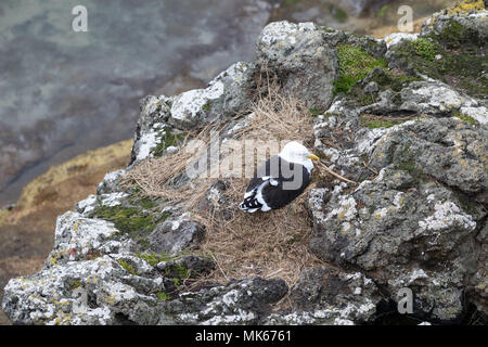 Wild Southern black-backed Gull (Larus dominicanus) sitzt auf einem Nest auf einer felsigen Küste, Halbinsel Otago, Neuseeland Stockfoto