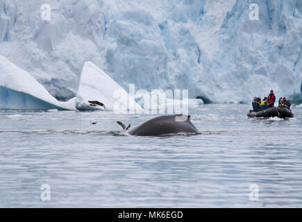 Neko Harbour, Antarktis - Dezember 25, 2016: eine Reisegruppe in einem Tierkreis oder Schlauchboot zusehen, wie ein Wal (Megaptera novaeangliae) Tauchen und stört Stockfoto