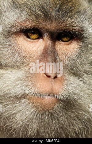 Nahaufnahme Foto des Gesichts eines männlichen macaque Affen (Macaca fascicularis) in Ubud, Bali, Indonesien Stockfoto