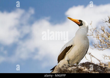 Nazca Tölpel (Sula granti) auf Isla Genovesa vor blauem Himmel, Galapagos, Ecuador Stockfoto