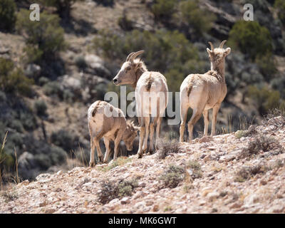 Drei Bighorn Schafe Mutterschafe mit dem Rücken zur Kamera. Das eine ist die Beweidung von spärlichem Gras. In Bighorn Canyon National Recreation Area fotografiert. Stockfoto