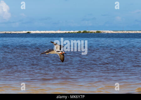 Schwarzes Abstreicheisen fliegen über die Lagune und Fisch zum Mittagessen Stockfoto