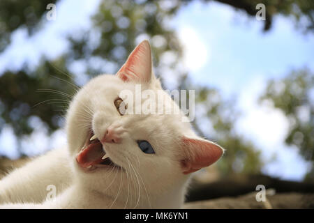 Eine Katze mit Heterochromia im Zorn grinsend. Stockfoto