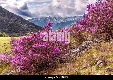 Hell lila Blüten Ledebur Rhododendron wachsen auf dem Hang des Berges vor dem Hintergrund der schneebedeckten Berge im Frühling Stockfoto