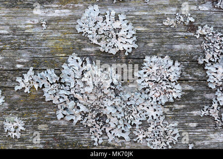 Alte grau Holz, die mit einem Pilz abgedeckt ist - Detail Stockfoto