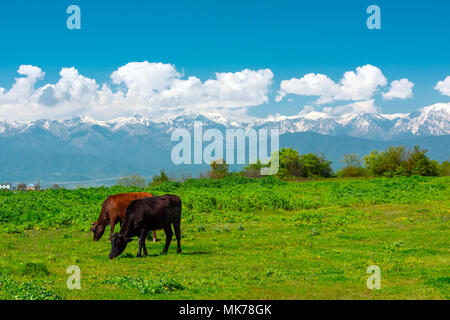 Grasende Kühe auf der grünen Wiese in Highlands Stockfoto